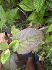 Phyllostegia grandiflora