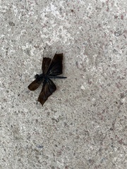 Rhyothemis fuliginosa