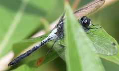 Leucorrhinia frigida