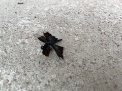 Rhyothemis fuliginosa