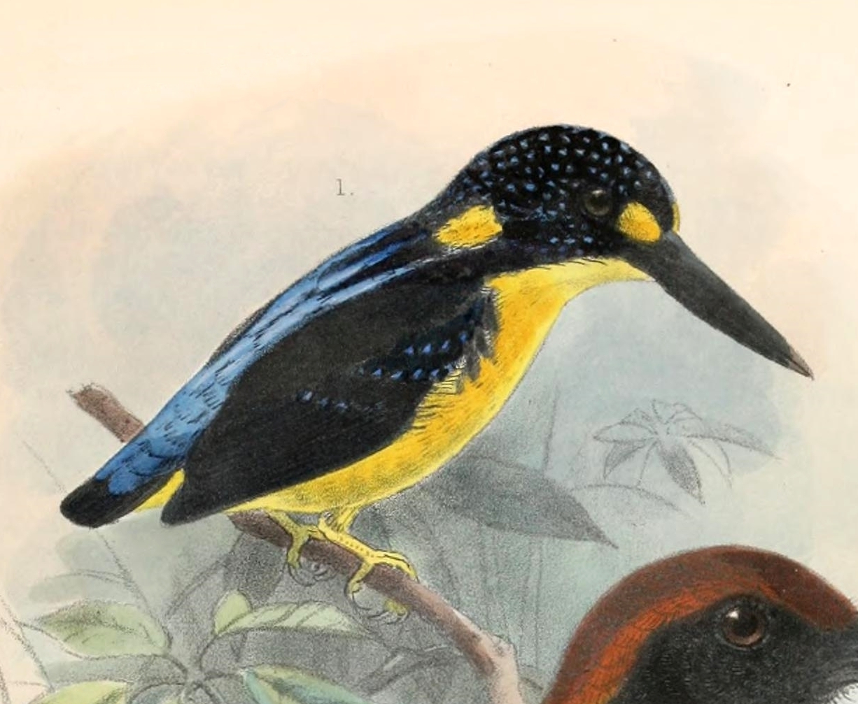 North Solomons Dwarf-Kingfisher illustration