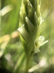 Spiranthes × stellata