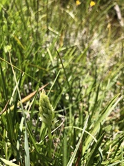 Spiranthes × stellata