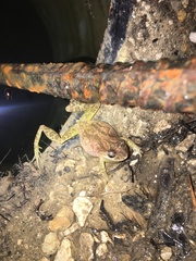 Pseudacris brachyphona