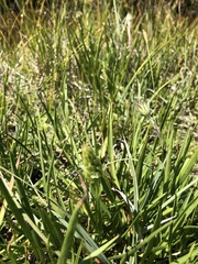 Spiranthes × stellata