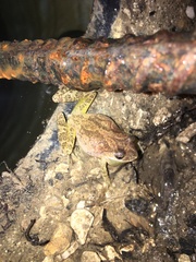 Pseudacris brachyphona