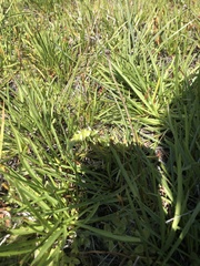 Spiranthes romanzoffiana