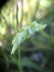 Spiranthes romanzoffiana