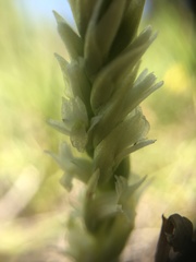 Spiranthes × stellata