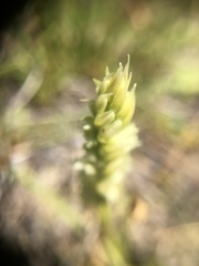 Spiranthes × stellata