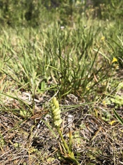 Spiranthes × stellata