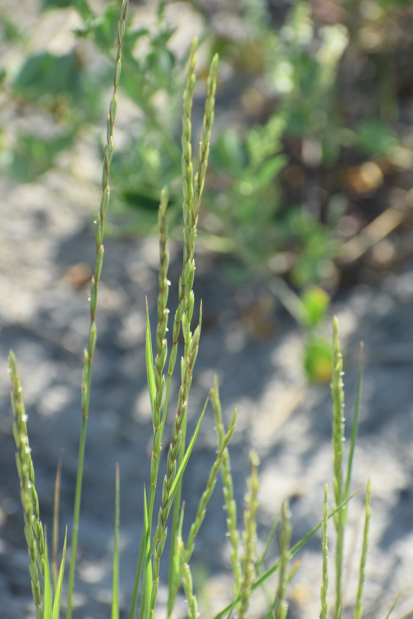 Elymus trachycaulus