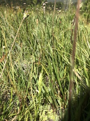 Spiranthes romanzoffiana