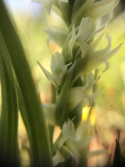 Spiranthes × stellata