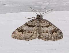 Xanthorhoe abrasaria