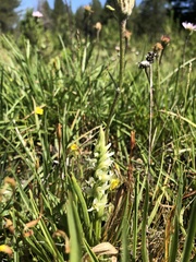 Spiranthes × stellata