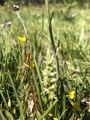 Spiranthes × stellata
