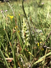 Spiranthes × stellata