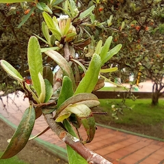 Magnoliopsida