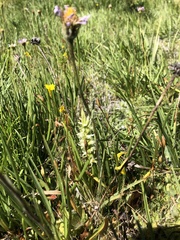 Spiranthes × stellata