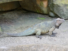 Cyclura
