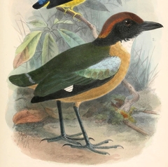 Black-Faced Pitta photo 2