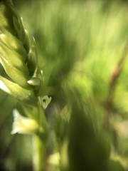 Spiranthes × stellata