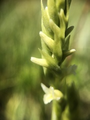 Spiranthes × stellata