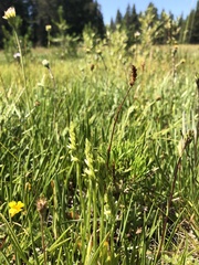 Spiranthes × stellata