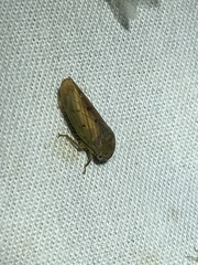 Polana quadrinotata