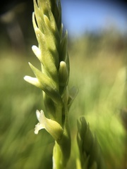 Spiranthes × stellata