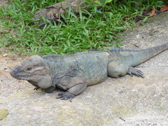 Cyclura