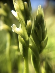 Spiranthes × stellata