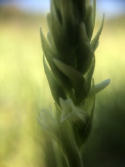 Spiranthes × stellata