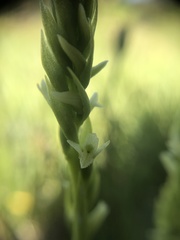 Spiranthes × stellata