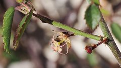 Ayenia compacta