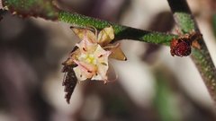 Ayenia compacta