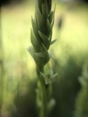 Spiranthes × stellata