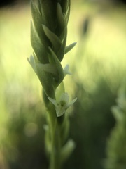 Spiranthes × stellata