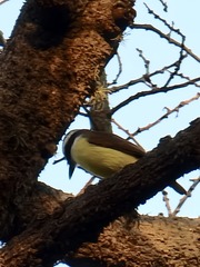 Pitangus sulphuratus