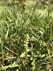 Spiranthes × stellata