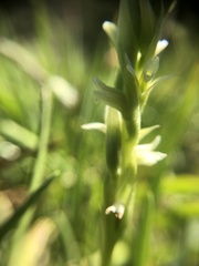 Spiranthes × stellata