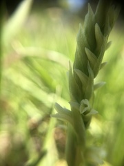 Spiranthes × stellata