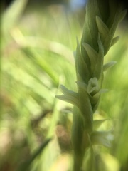 Spiranthes × stellata