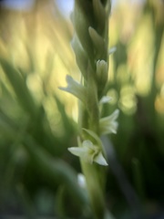 Spiranthes × stellata
