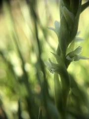 Spiranthes × stellata