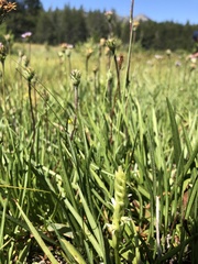 Spiranthes × stellata