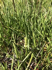 Spiranthes × stellata