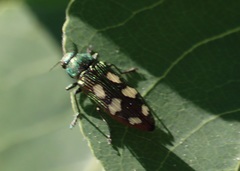 Buprestis langii