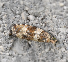 Celypha
